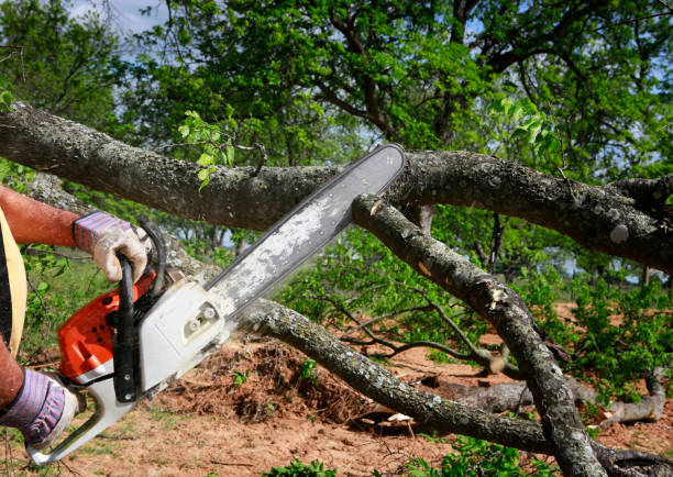 Best Arborist Consultation Services  in Bluefield, WV